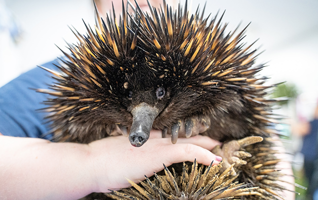 echidna being held